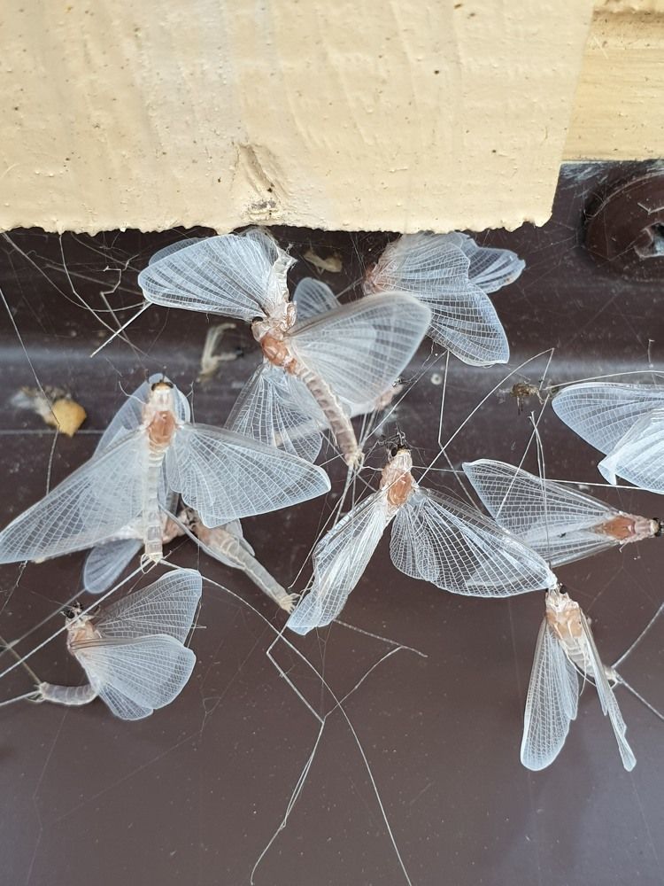 Ночные бабочки