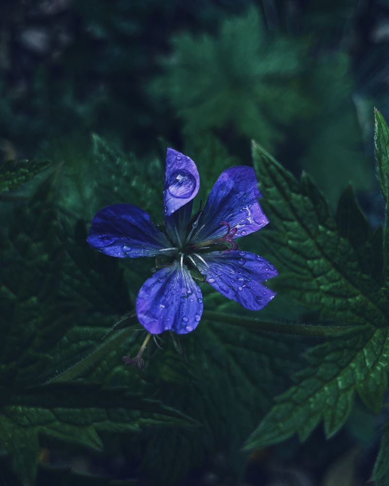 Photograph by Мария Байбарина