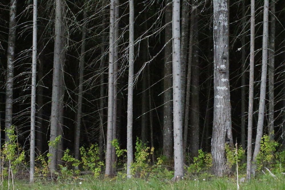 Фотография автора Егоров Максим