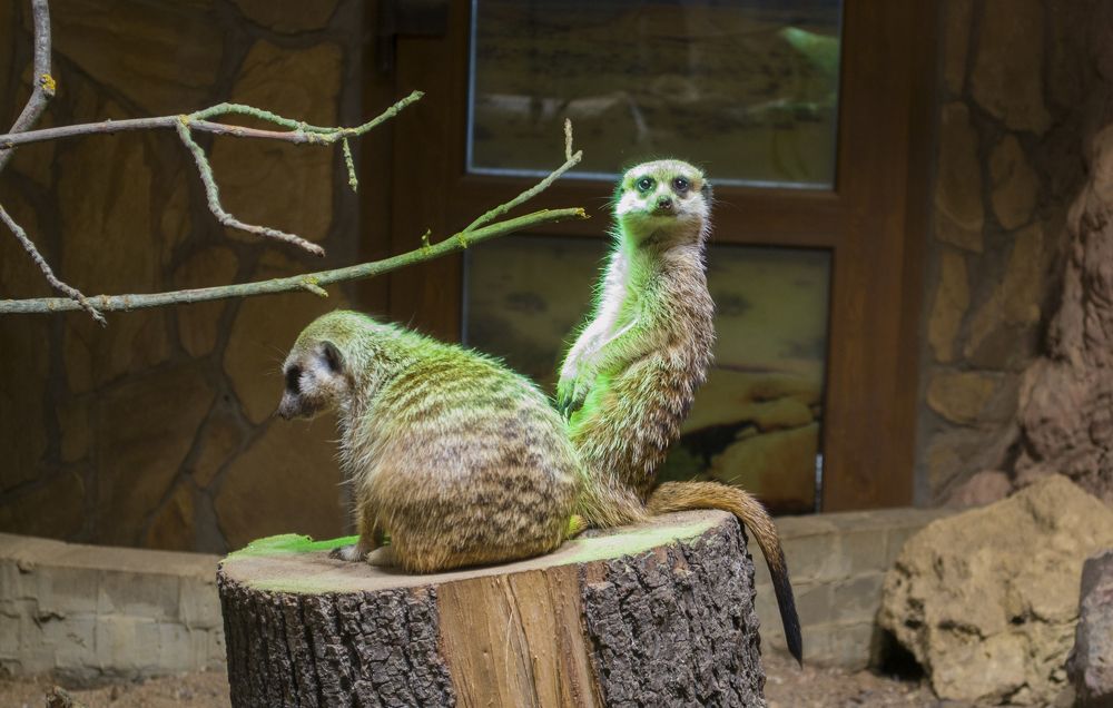 Photograph by Елизавета Большакова