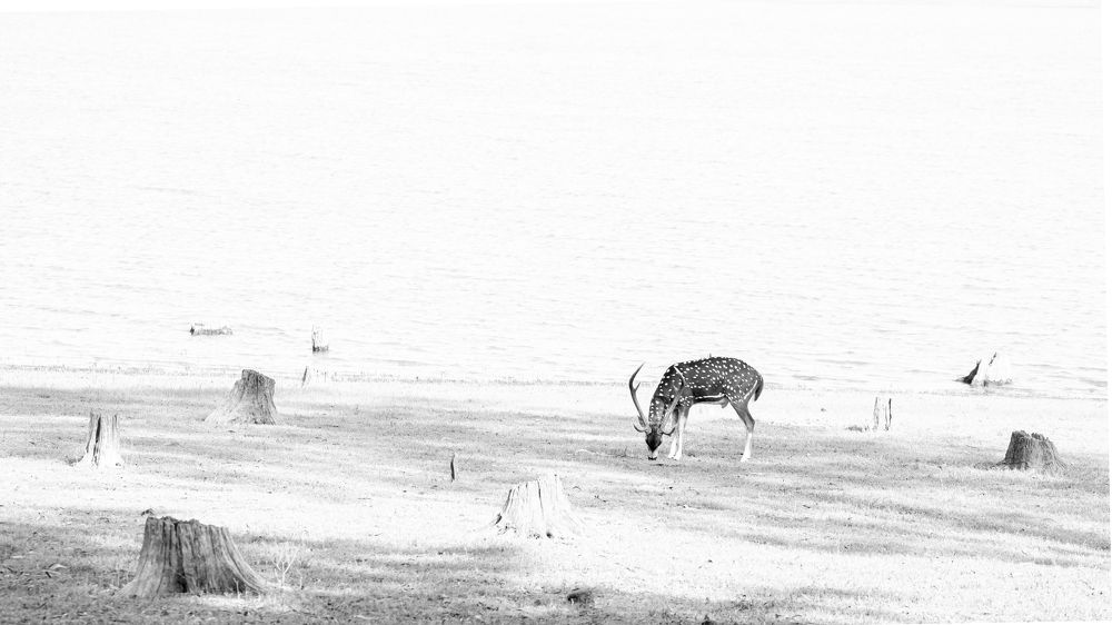 Photograph by Nithin Kumar