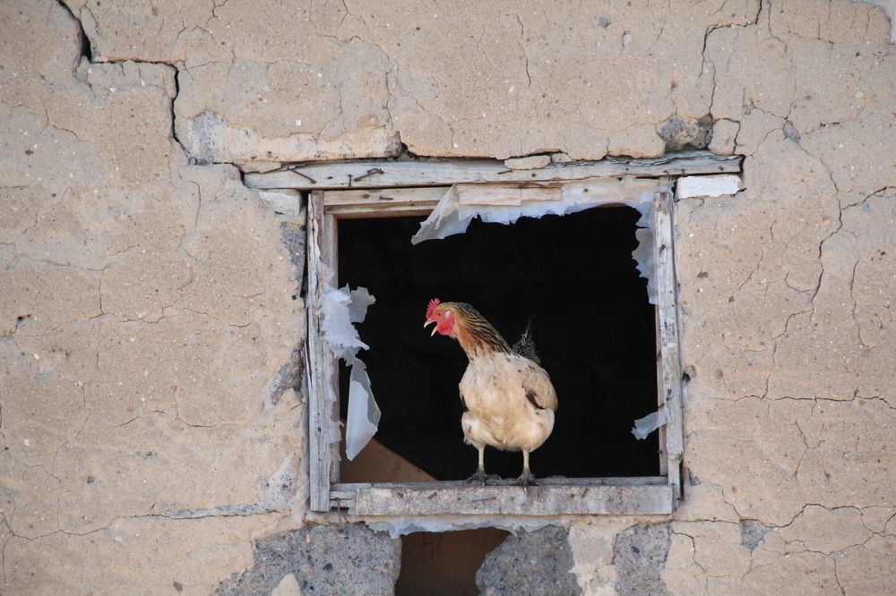 Птица певчая...