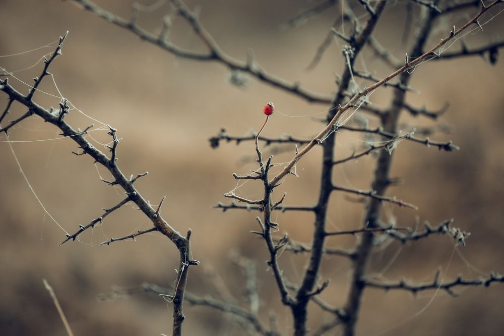 Фотография автора Oleg Suhenko