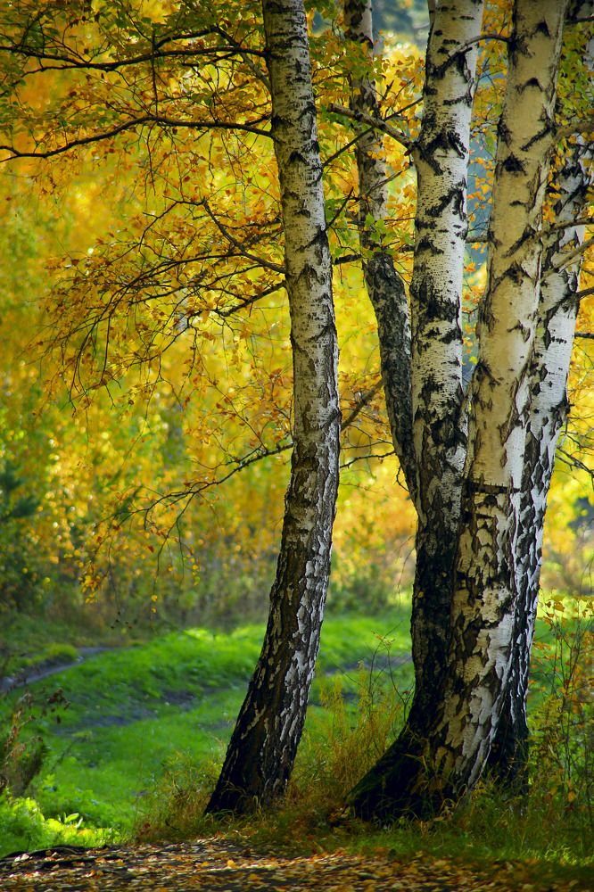 Березки русские