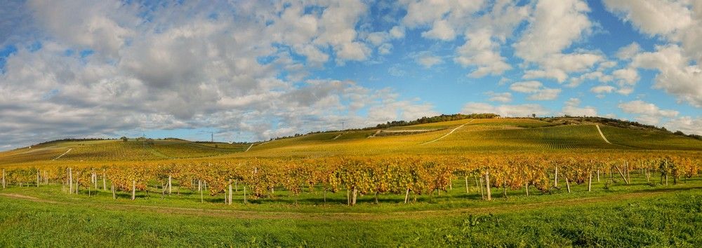 Токайские виноградники