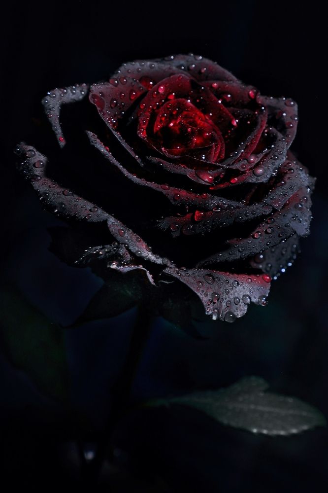 Photograph by Савчук Анатолий