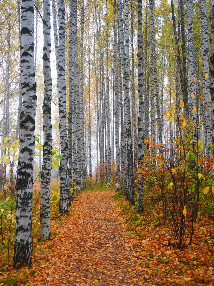 Осенние тропинки.