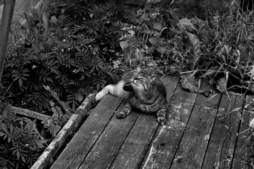 Photograph by Сергей Аникушин