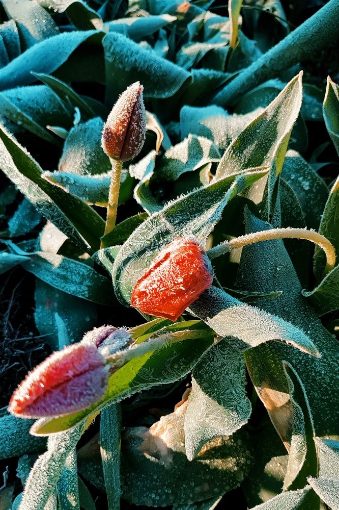 Photograph by Olesya Mikhailova