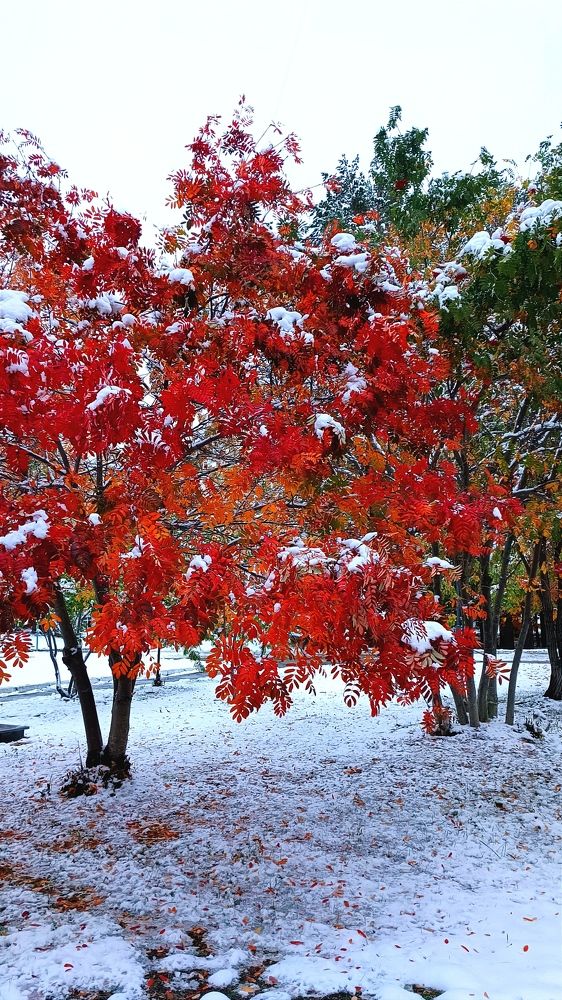 Первый снег