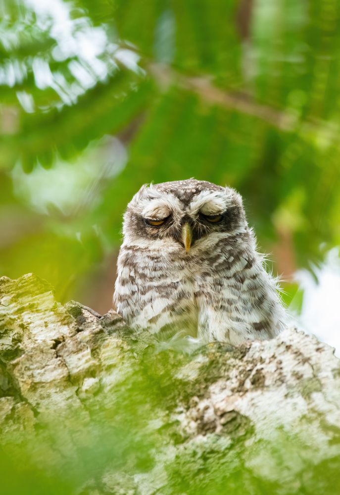 Фотография автора Anandhu M