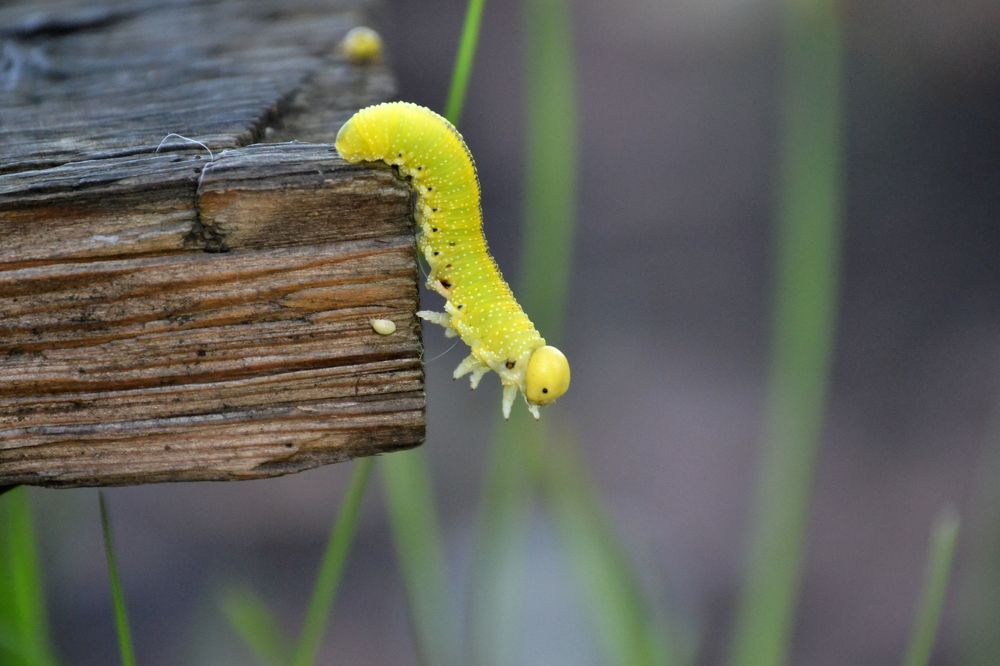 Photograph by Екатерина Шустова