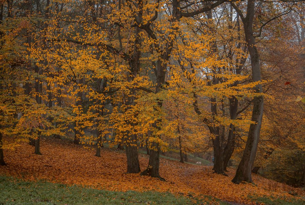 Photograph by Наталья Брюхненко