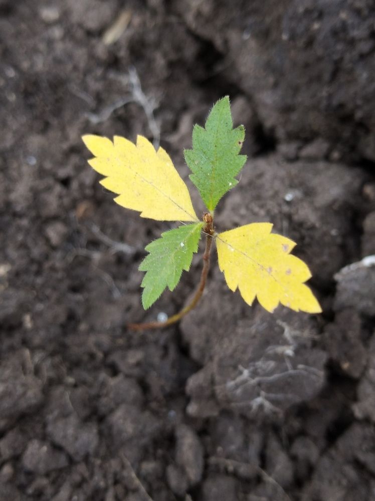 Photograph by Елена Коробченко