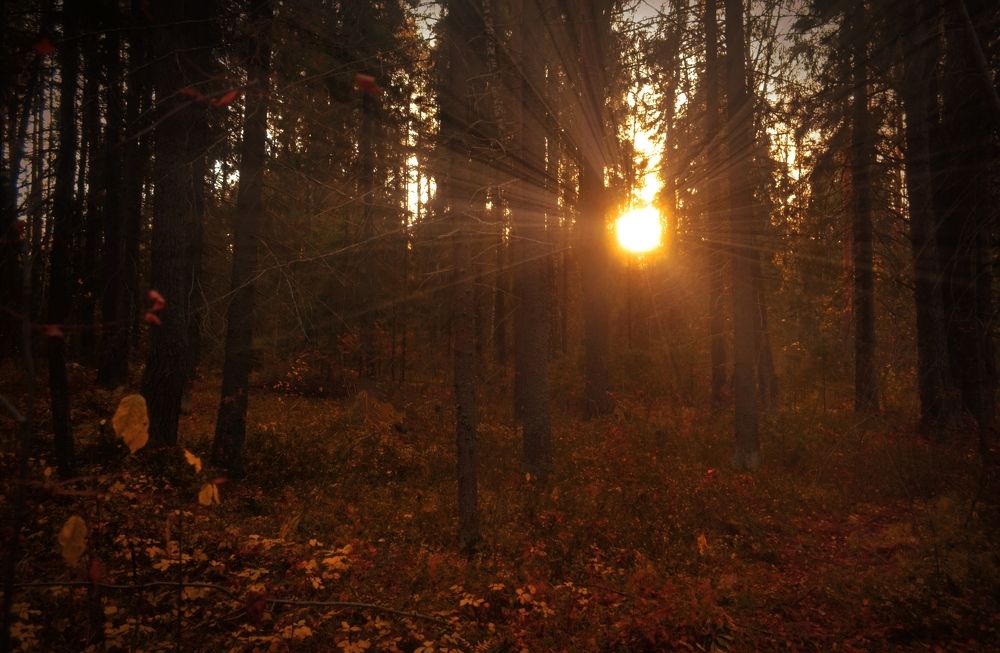 Photograph by Надежда Сморкалова