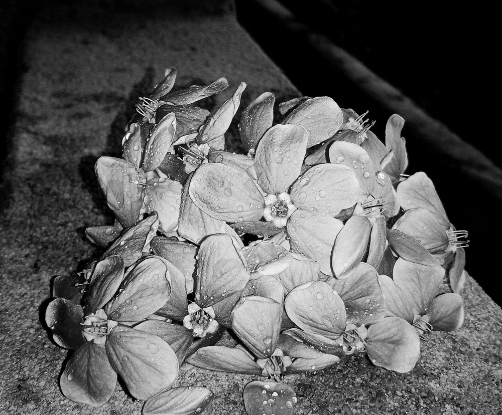 Photograph by Yasha Akhtar