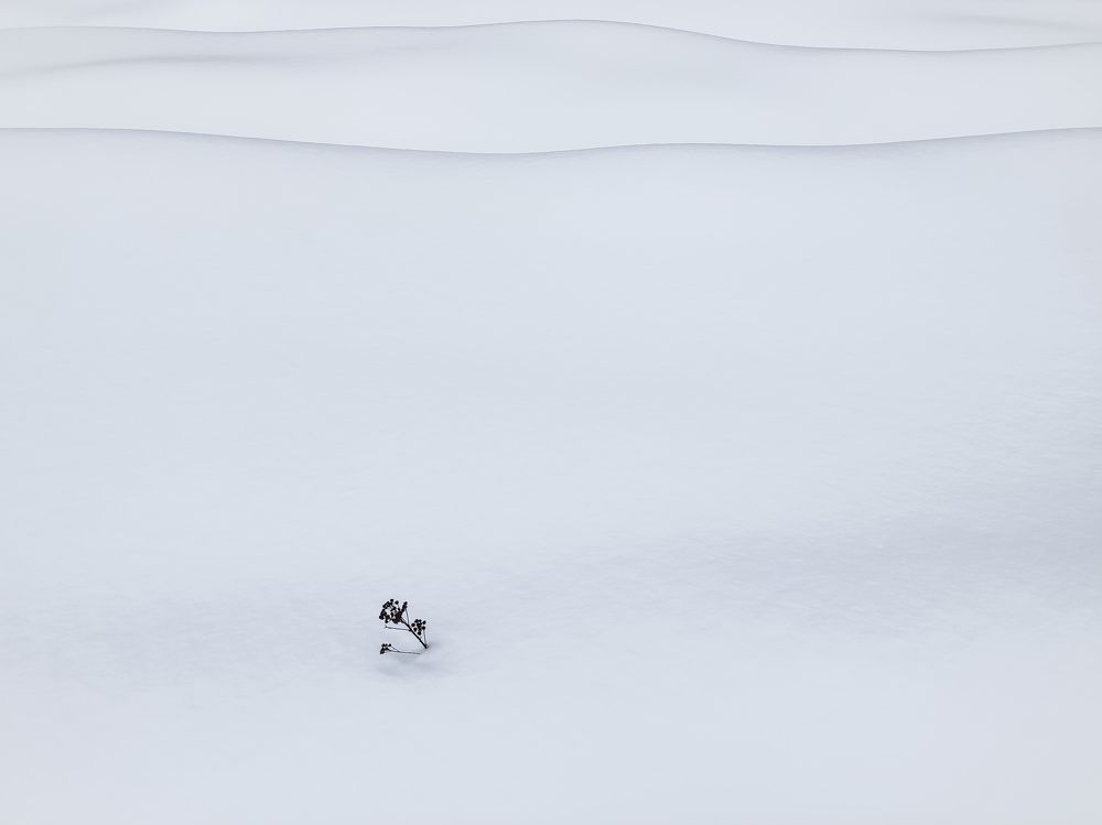 Photograph by Алёна Пшеленская