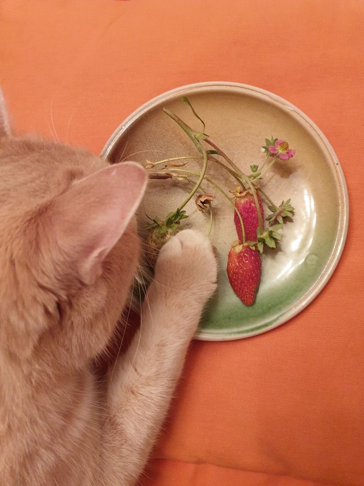 Люблю клубничку