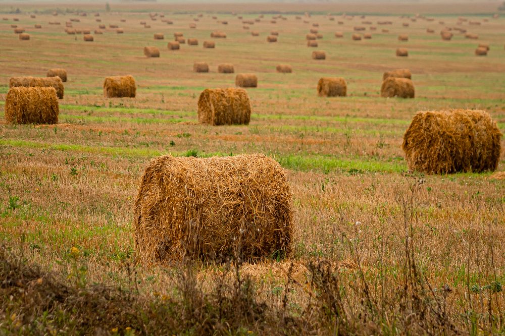 Фотография автора Александра Джумаева