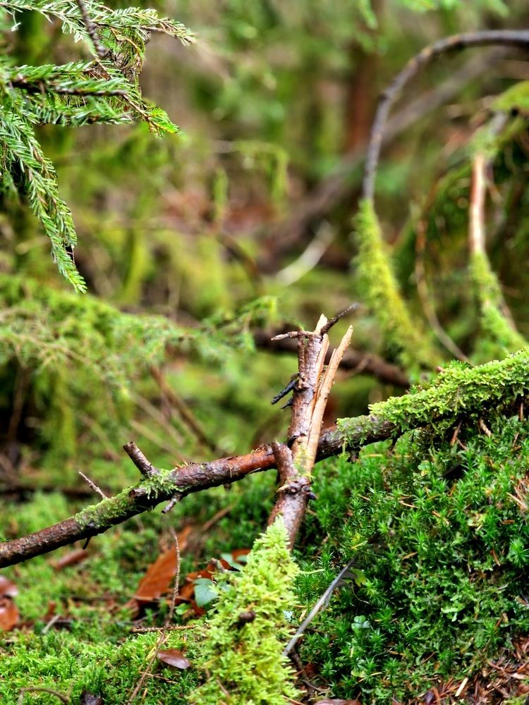 Photograph by Olesia Hamm
