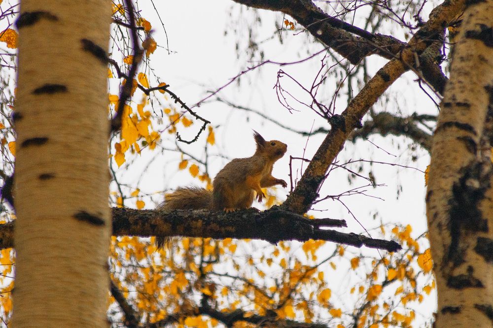 Photograph by Александр Крапачев