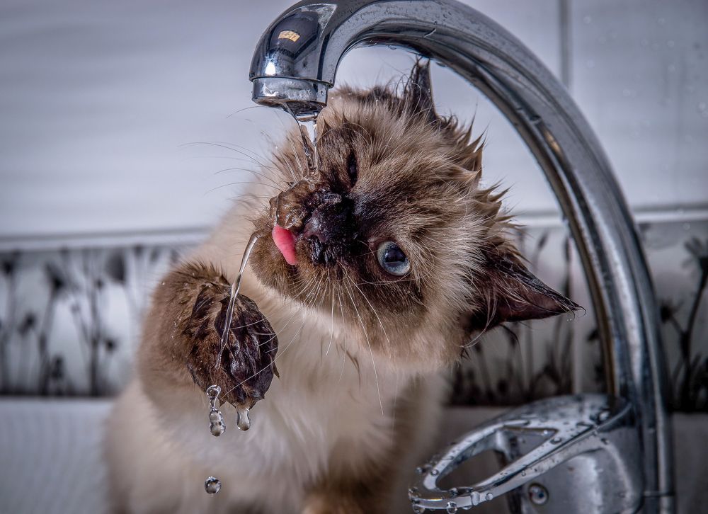 Фотография автора Шуплецов Алексей