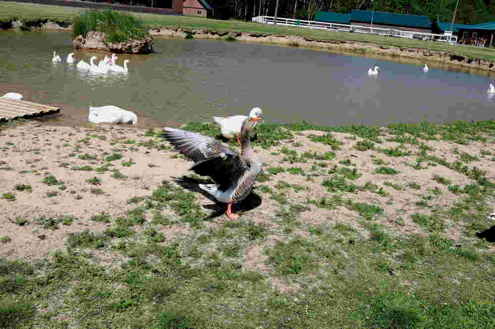 Photograph by Владимир Грибков