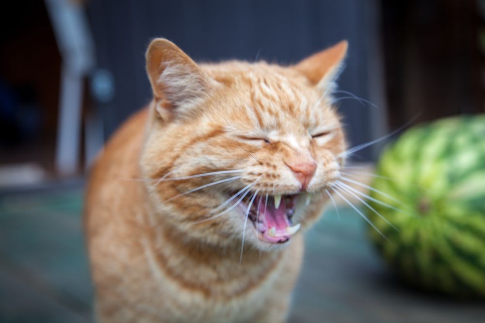 Photograph by Балакин Евгений