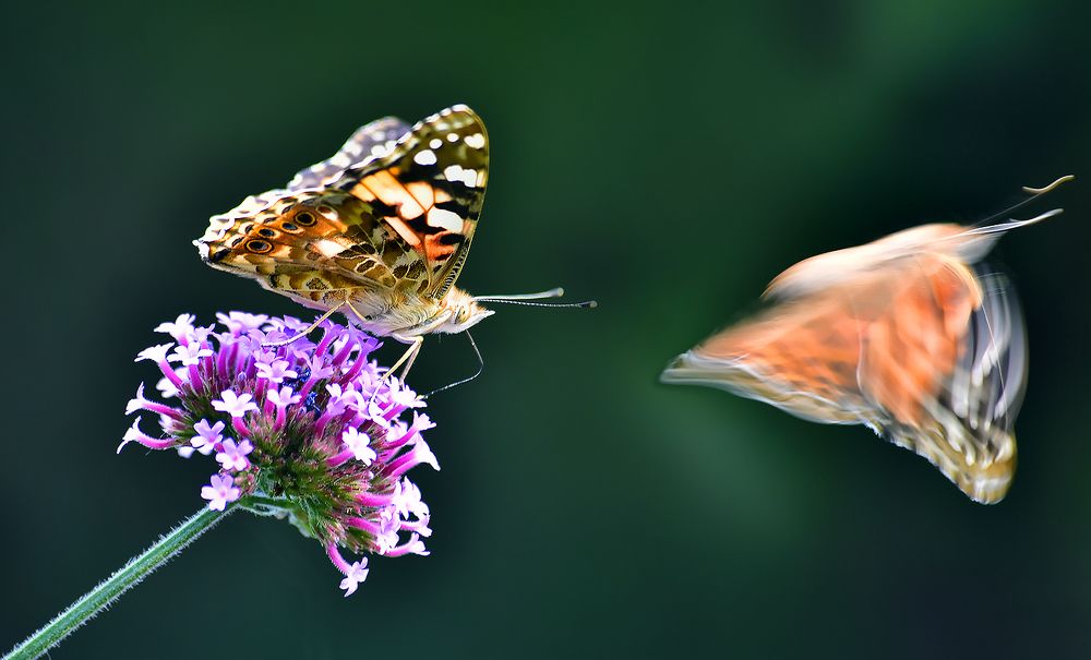 Photograph by Бондарев Александр