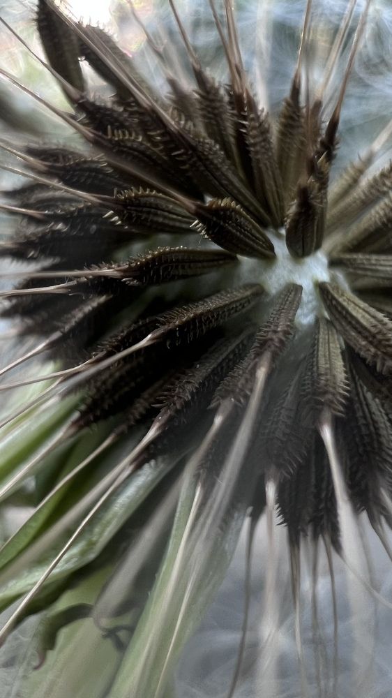 Магия одуванчика