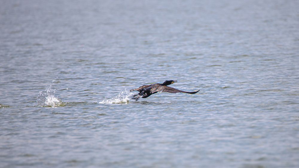 Photograph by Nithin Kumar