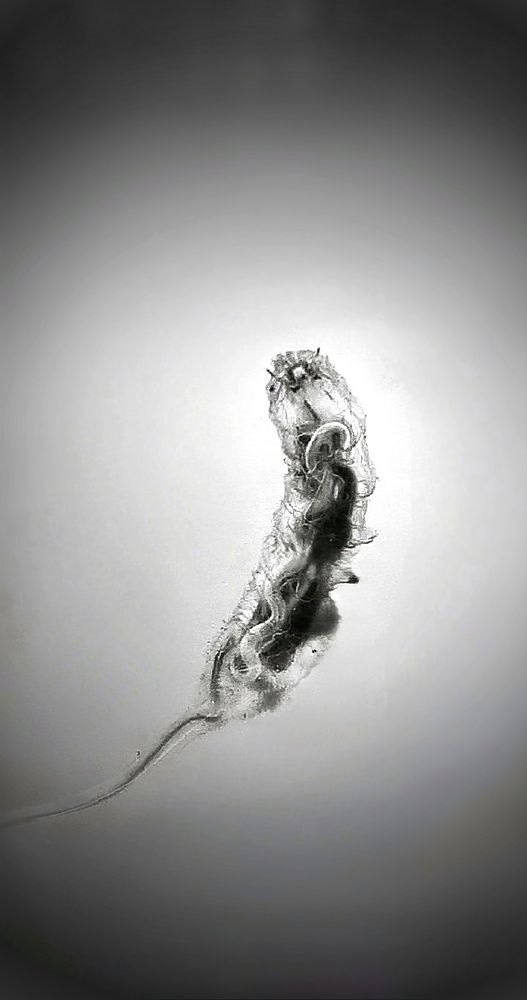 Photograph by Дина Чаица