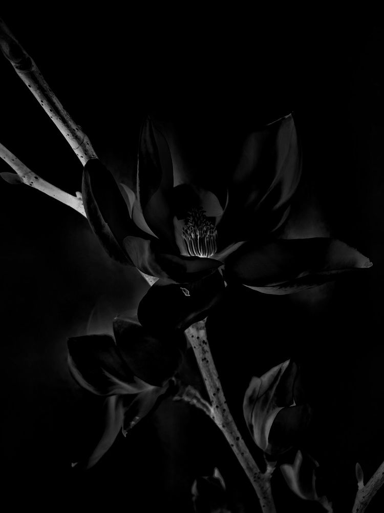 Photograph by Светлана Станевич