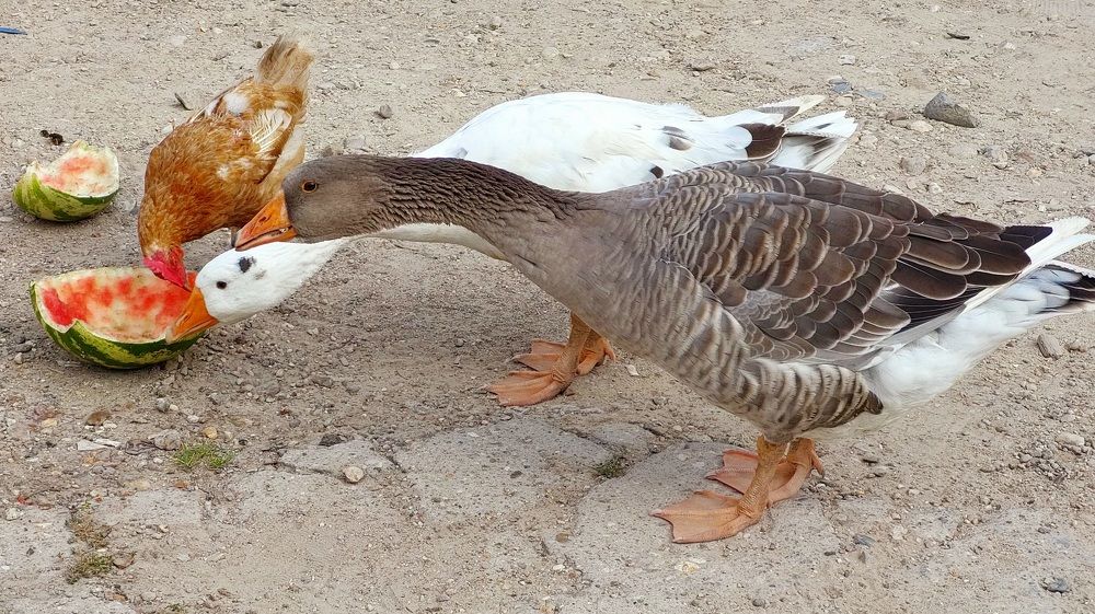 Photograph by Елена Тимченко