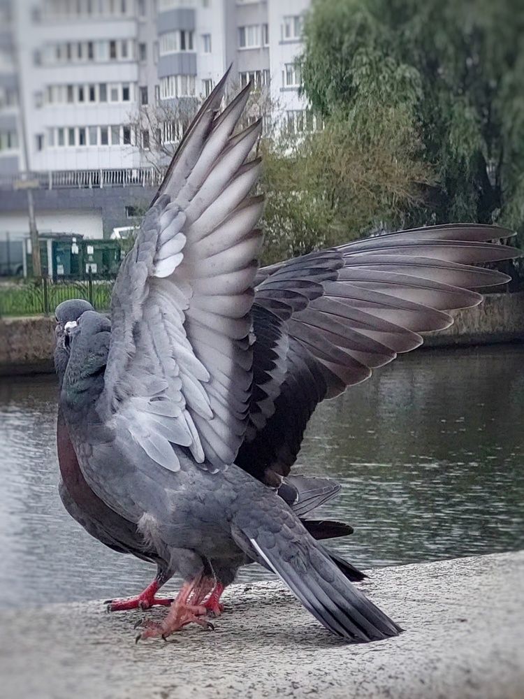 Photograph by Елена Тимченко