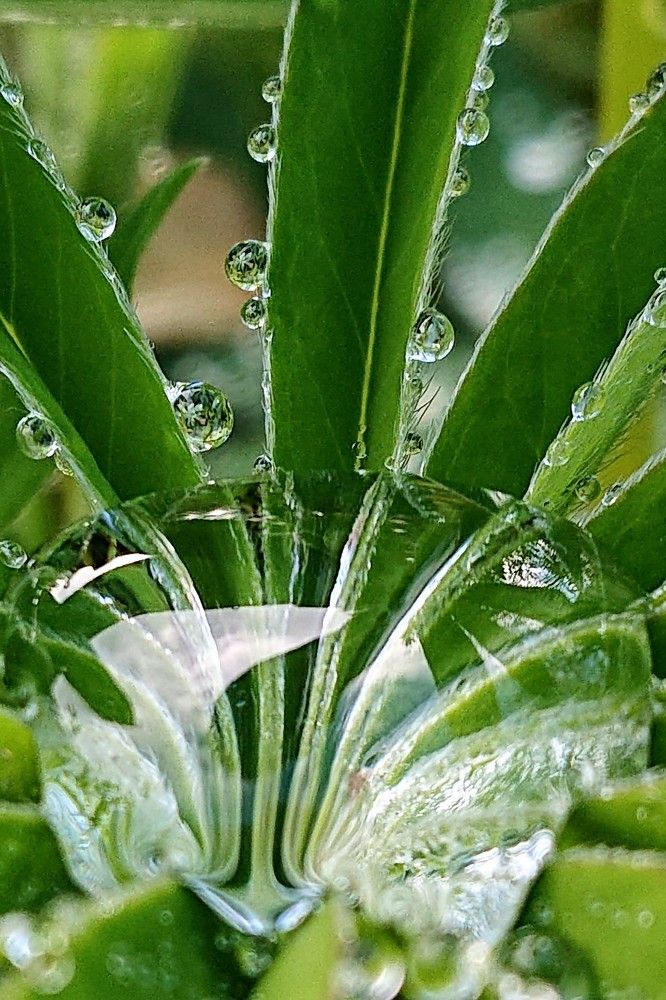 Микромиры...