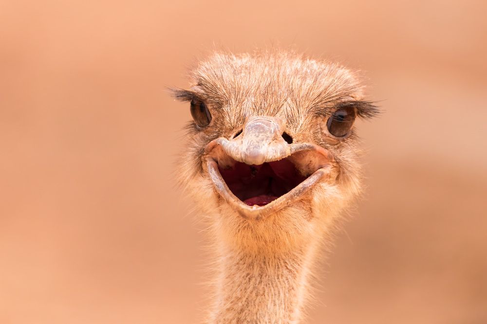 Photograph by Elena Levi