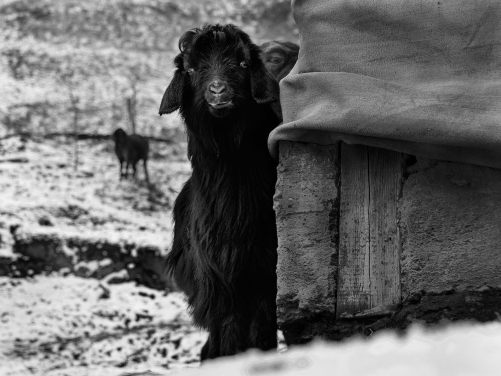 Photograph by Evgeniy Savikov