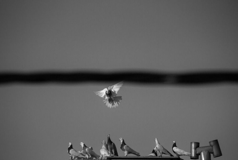 Фотография автора Mohammadian Meysam