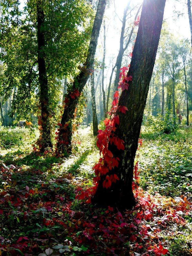 Photograph by Анастасия Алякина