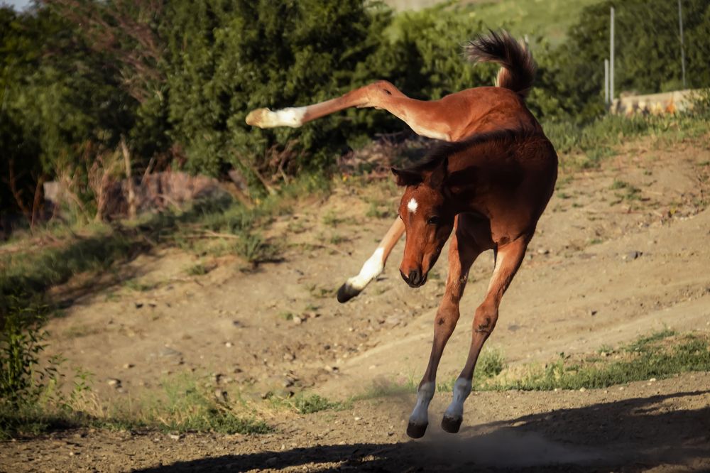 Фотография автора Mohammadian Meysam