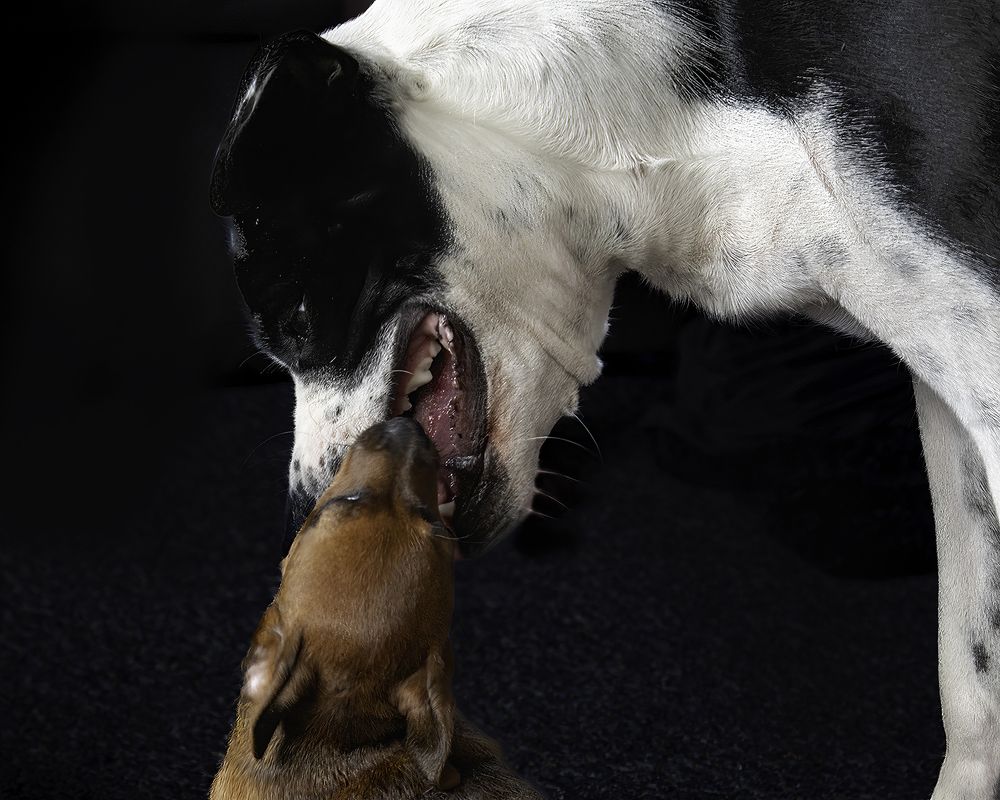 Фотография автора Ray Asiala