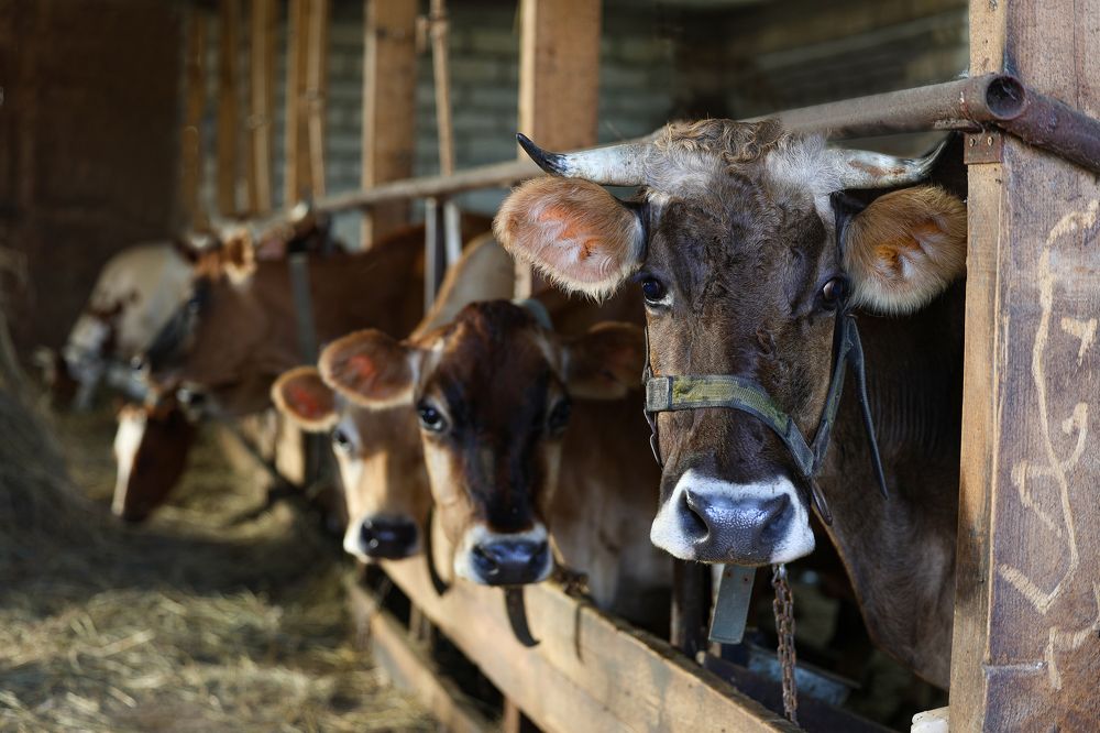 Photograph by Юлия Касьяненко