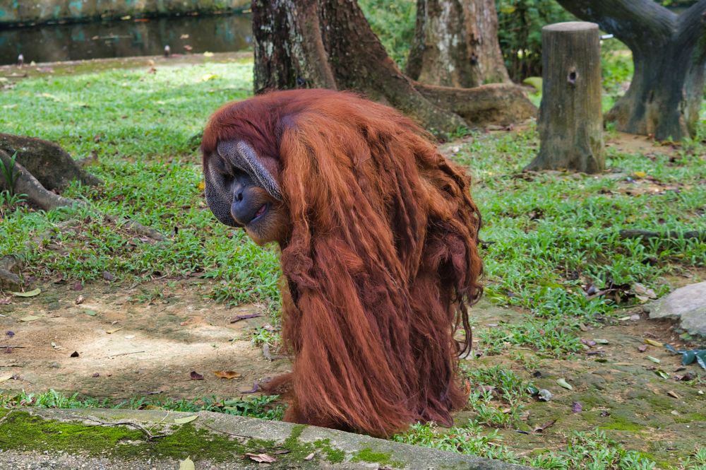 Старый ....ворчун))