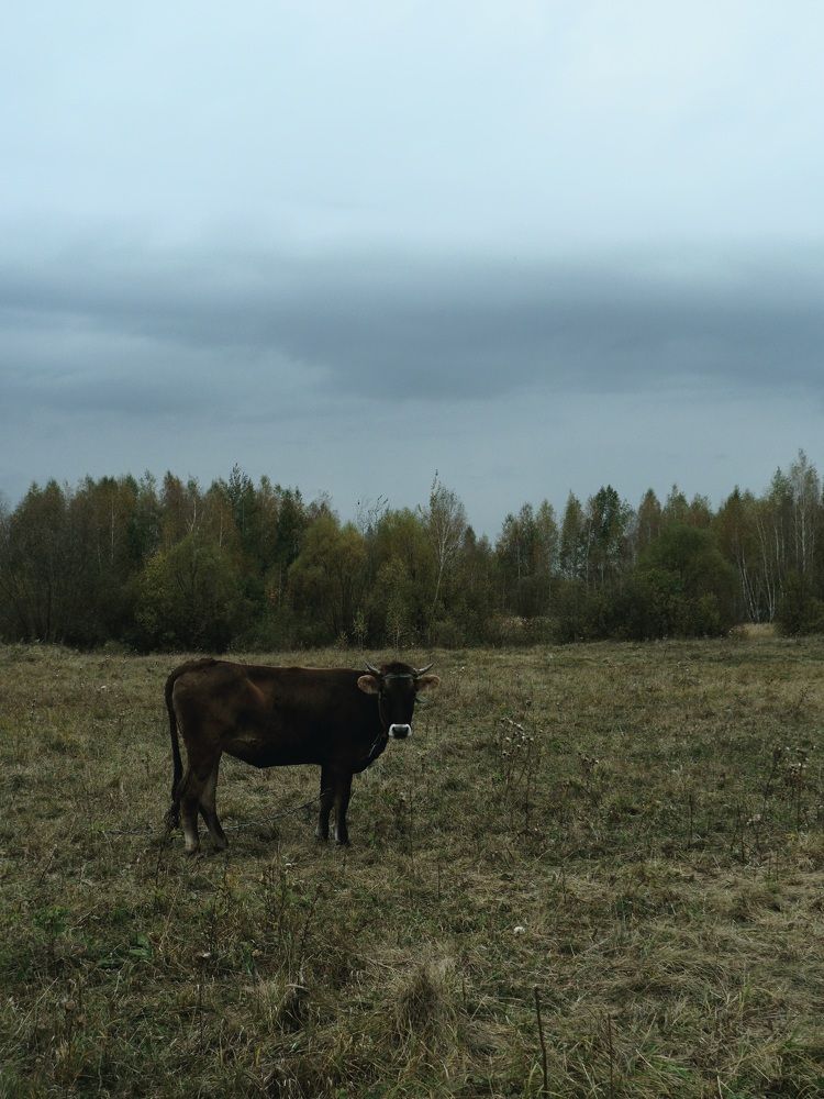 Photograph by Анастасия Алякина