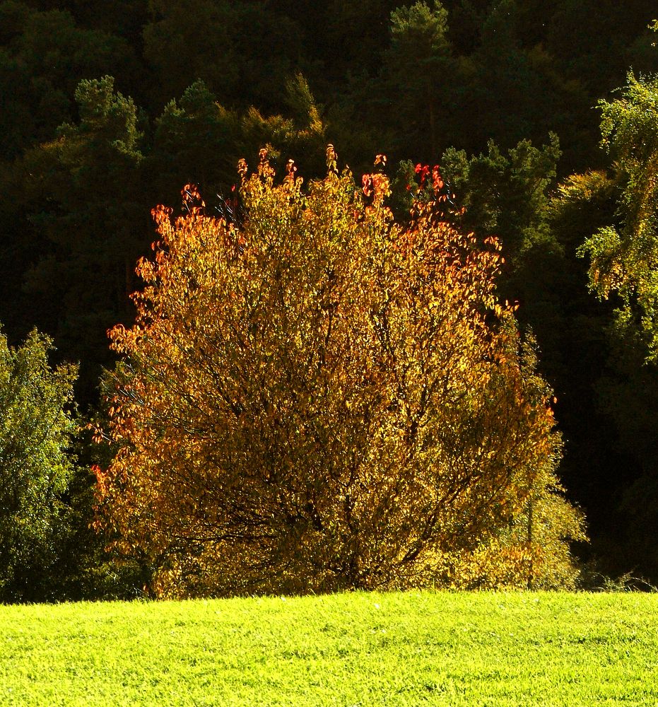 Фотография автора Meer GHERSBERG