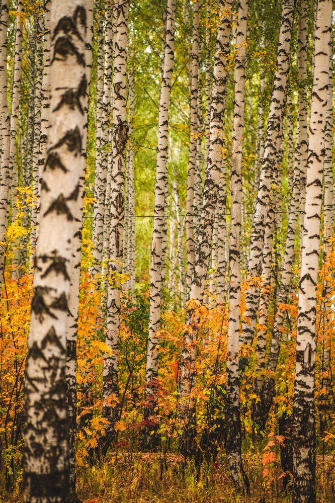 Photograph by Юрий Жарков