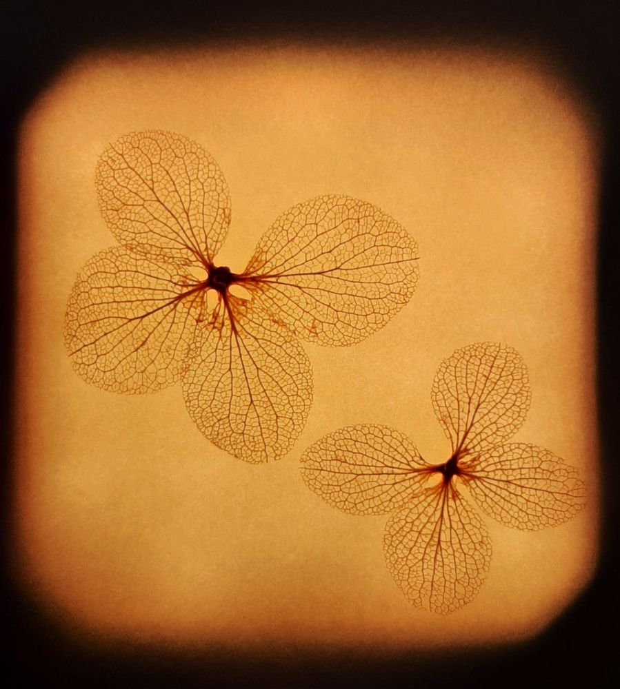 Photograph by Дарья Бобылева