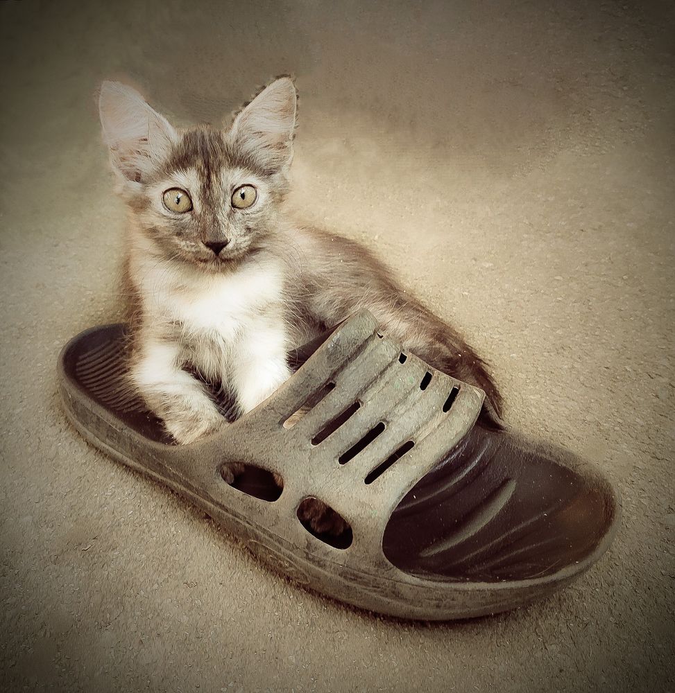 Маленькая хозяйка большого тапка / The Little Mistress of the Big Slipper