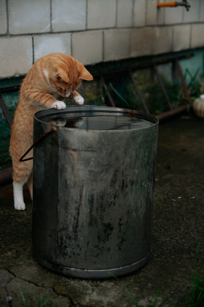 Фотография автора Лукашенко Ольга